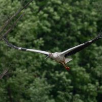 1 :: Сергей Флетчер