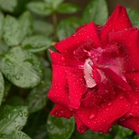 Роза :: Игорь Сикорский