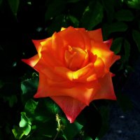 Оранжевая роза,Флорибунда :: Валентин Семчишин