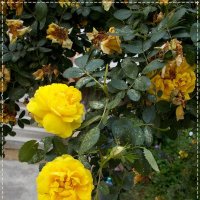 Нет.Ничто не вечно под луной... :: Alisia La DEMA