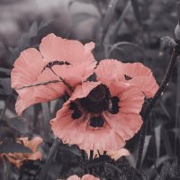 Трио Маков :: Lyubov Busova