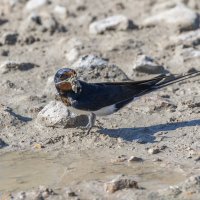 ласточка :: юрий макаров ласточка :: юрий макаров