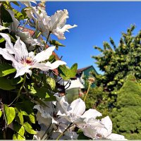 Клематис. :: Валерия Комова