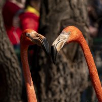 фламинго :: cfysx фламинго :: cfysx