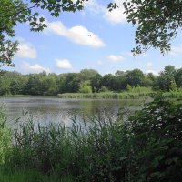 Июньский пейзаж :: Рита Симонова