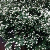 *** :: Валентина Береснева