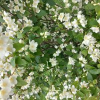 Зацвёл жасмин :: Svetlana 