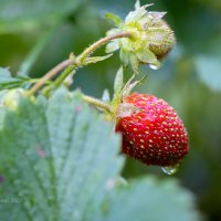 Ягода клубники на грядке :: Александр Синдерёв