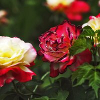 Соперницы :: Юрий Гайворонскiий