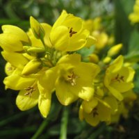 Вербейник :: Anna Ivanova Вербейник :: Anna Ivanova