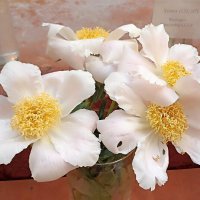 На выставке пионов в ГУМе :: Татьяна Тюменка