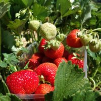 Пришла клубничная пора!... :: Галина 