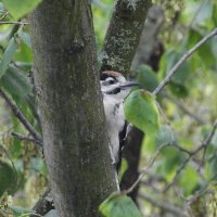 Дятел :: Freddy 97