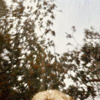 Грусть :: Larisa Kuznetsova