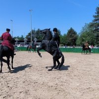 Иппосфера - 2025. :: Ольга 