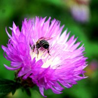 УШЛА   В   РАБОТУ   С   ГОЛОВОЙ :: Анатолий Малобродский