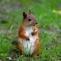 Глаза,как бусинки :: Николай Соколухин