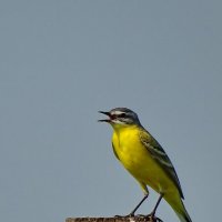 Желтая трясогузка :: Павел Трунцев