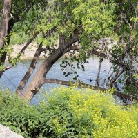 Тишина :: victor Lion