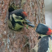 Кормление :: Viktor Makarov