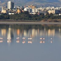 Фламинго на солёном озере в Ларнаке. Кипр :: Oleg4618 Шутченко Фламинго на солёном озере в Ларнаке. Кипр :: Oleg4618 Шутченко