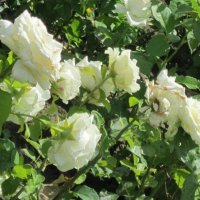 Роза Эльф плетистая :: Дмитрий Никитин