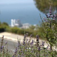 Море  ,Цветы :: ujgcvbif 