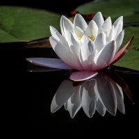 ***** :: Андроник Александр 