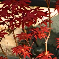 Летние этюды 39 :: Алексей Кузнецов