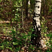 Летние этюды 40 :: Алексей Кузнецов