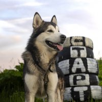 Ярик. :: leff Postnov