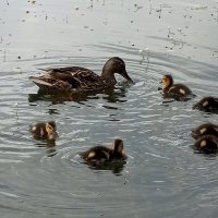 Утята :: Сапсан 