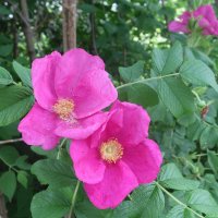 Шиповник :: Дмитрий И_