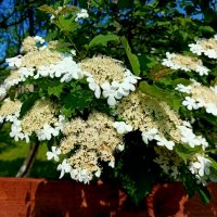 Калина обыкновенная :: Veera V