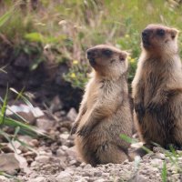 Сурки :: Pavel Blashkin