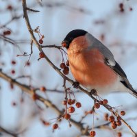 Снегирь. :: Виктор Иванович Чернюк Снегирь. :: Виктор Иванович Чернюк