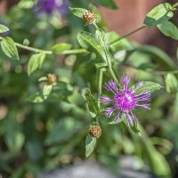 Городской василёк :: Валерий Иванович