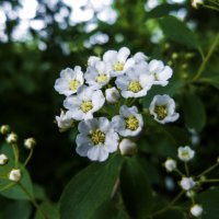 Весенние  цветы :: Валентин Семчишин