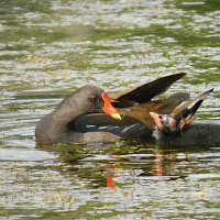 Камышница с птенцом :: Лина 