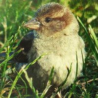 Малыш :: Людмила Смородинская