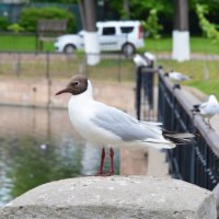 Московская область. Николо-Угрешский монастырь. :: Наташа *****