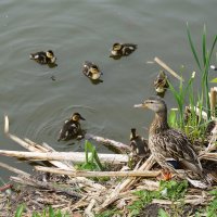 Утиный выводок :: Рита Симонова