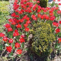 Цветение :: Виктор 