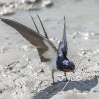 ласточкка :: юрий макаров ласточкка :: юрий макаров