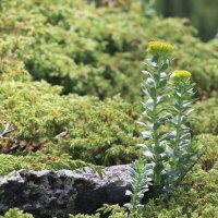 Очиток в горах :: Галина Ильясова Очиток в горах :: Галина Ильясова