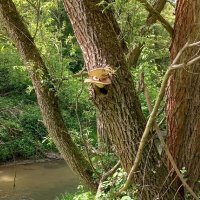 Гриб-зонтик :: Svetlana 