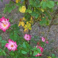 Цветы :: Svetlana 