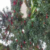 Можжевельник :: Svetlana 