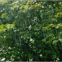 ДОЖДЬ... :: Elvira E. 