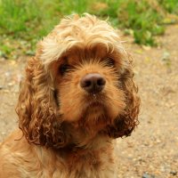 Фото на паспорт... :: Юрий Моченов